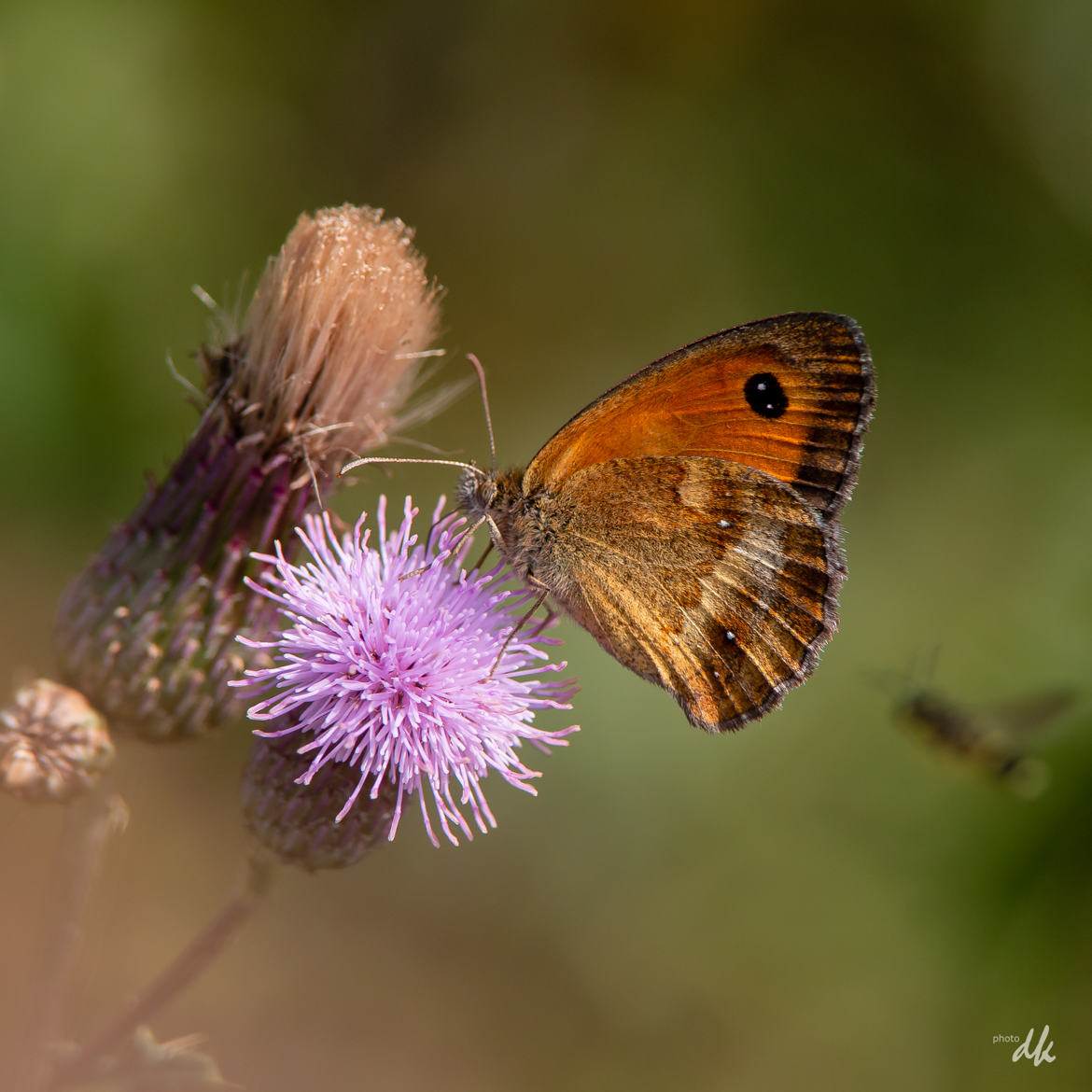 Papillon