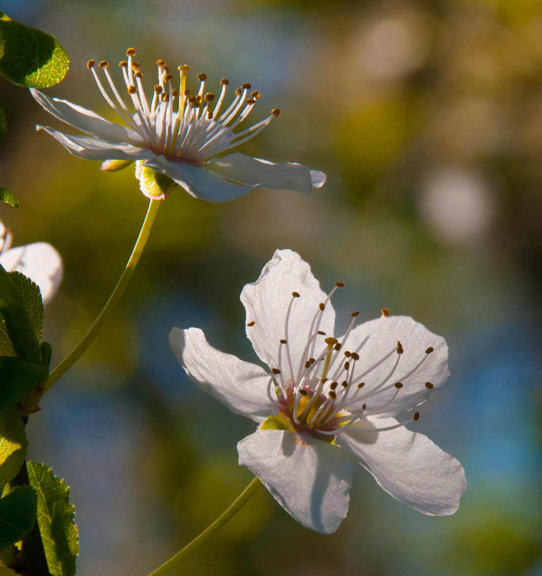 le printemps 4