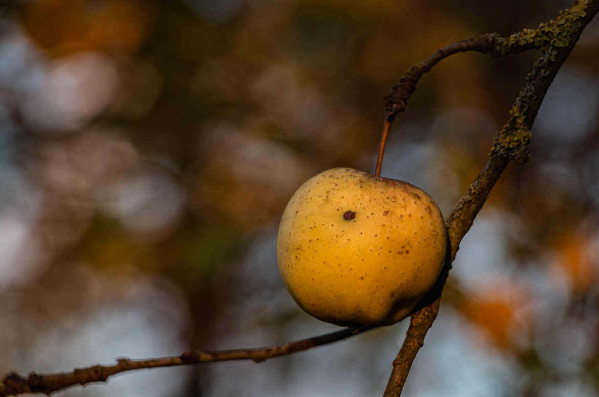 mini pomme