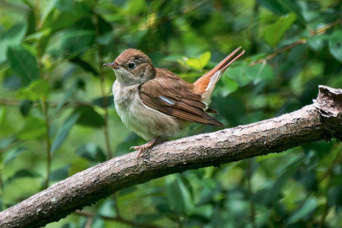 Juvénile- Rossignol Philomène