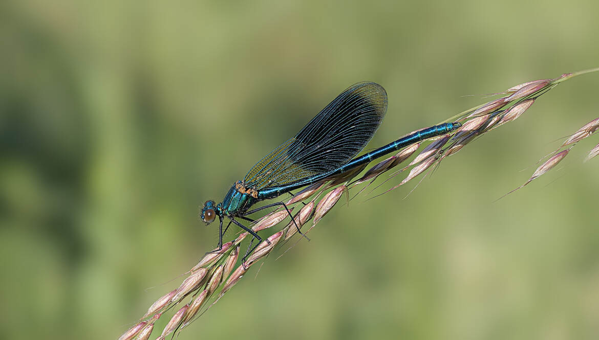 Caloptéryx éclatant