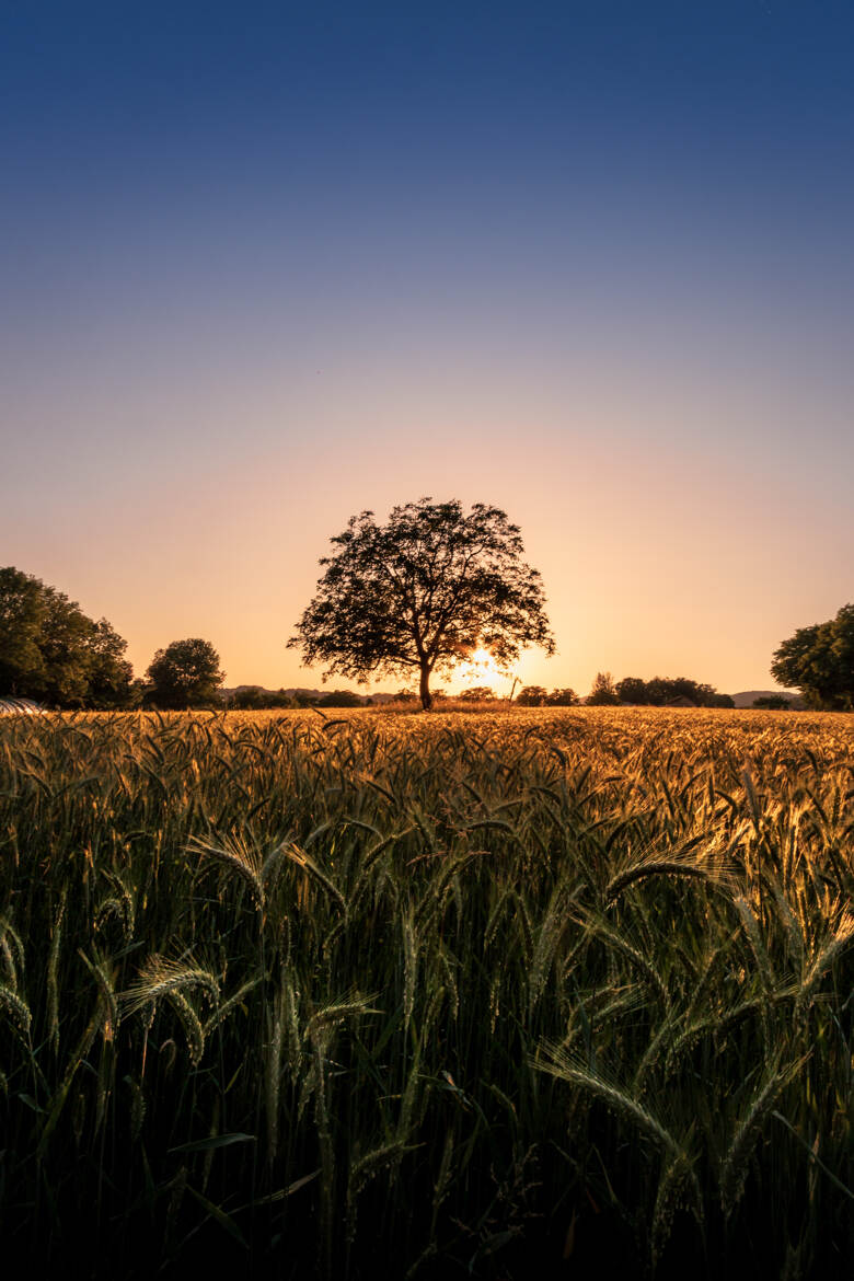 L'arbre couchant
