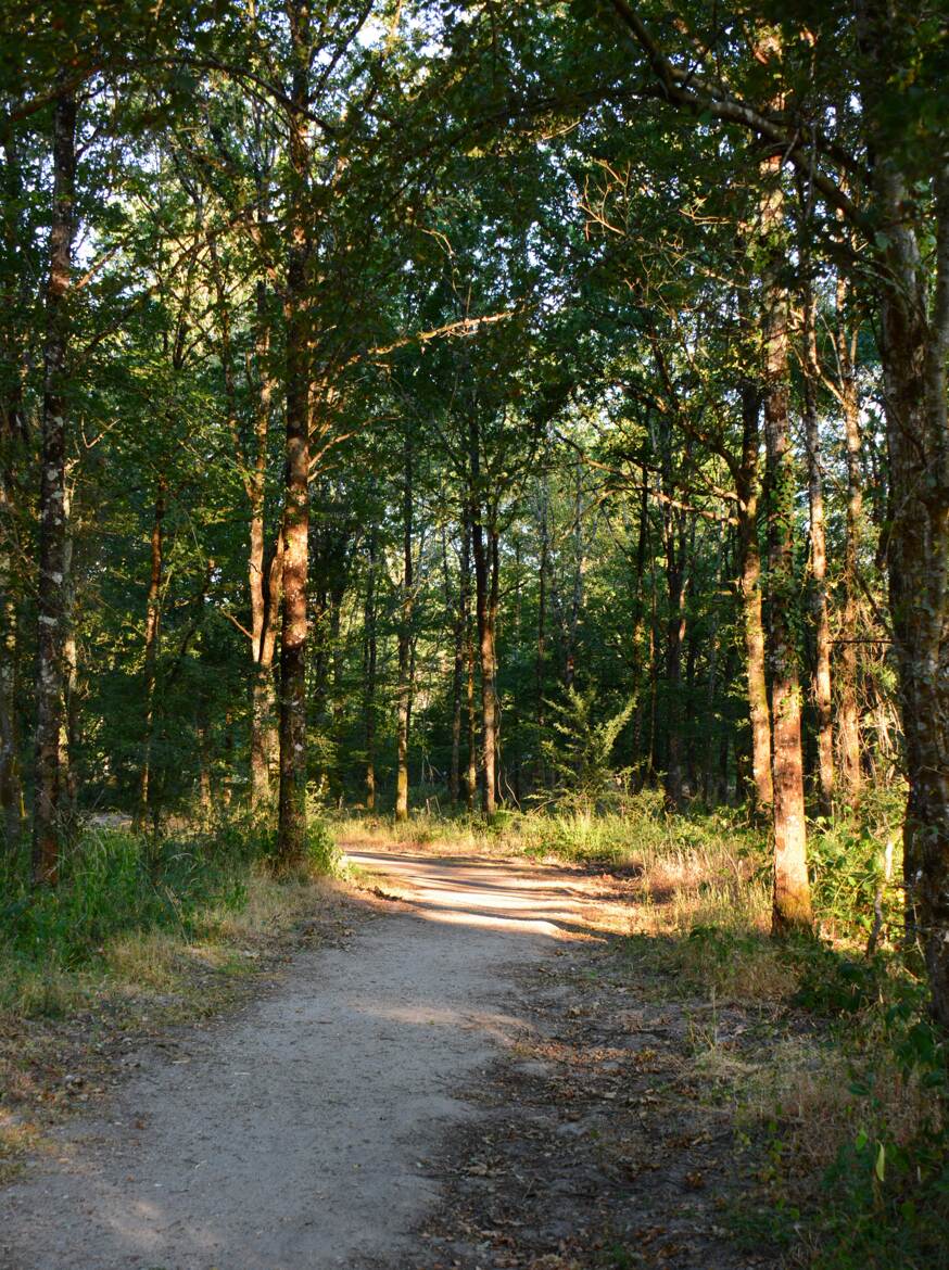Chemin de 14 juillet