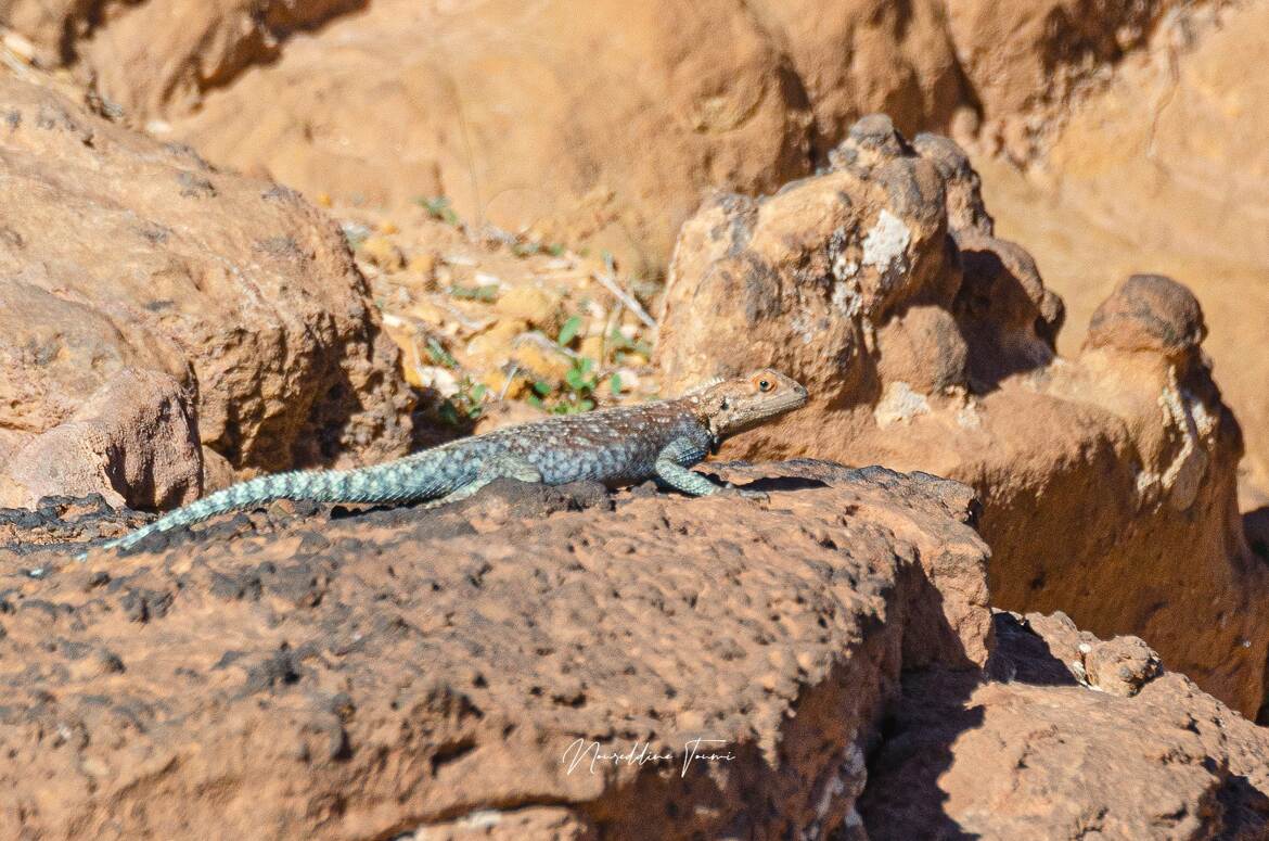 Agama du désert