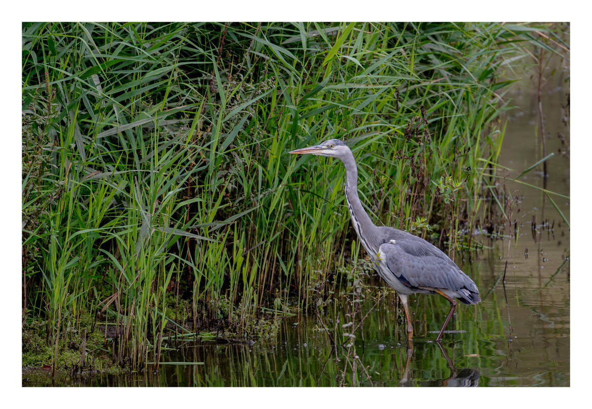Dans le marais, le héron cendré