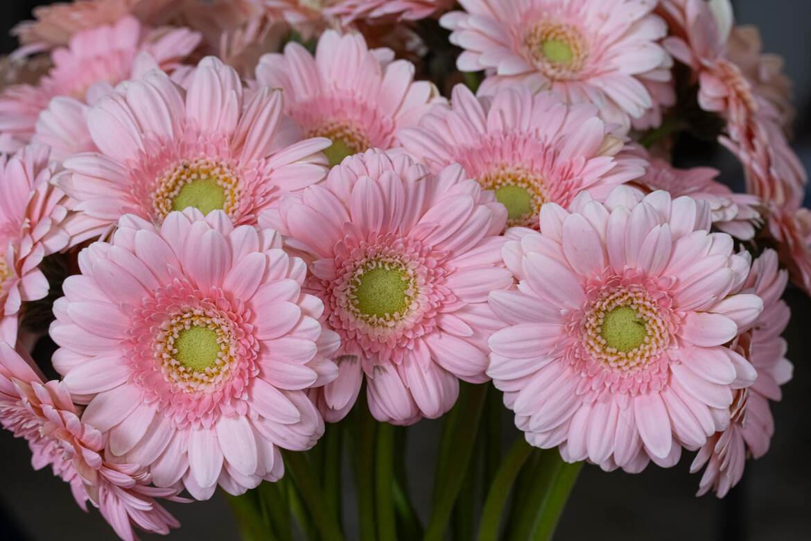 Gerbera