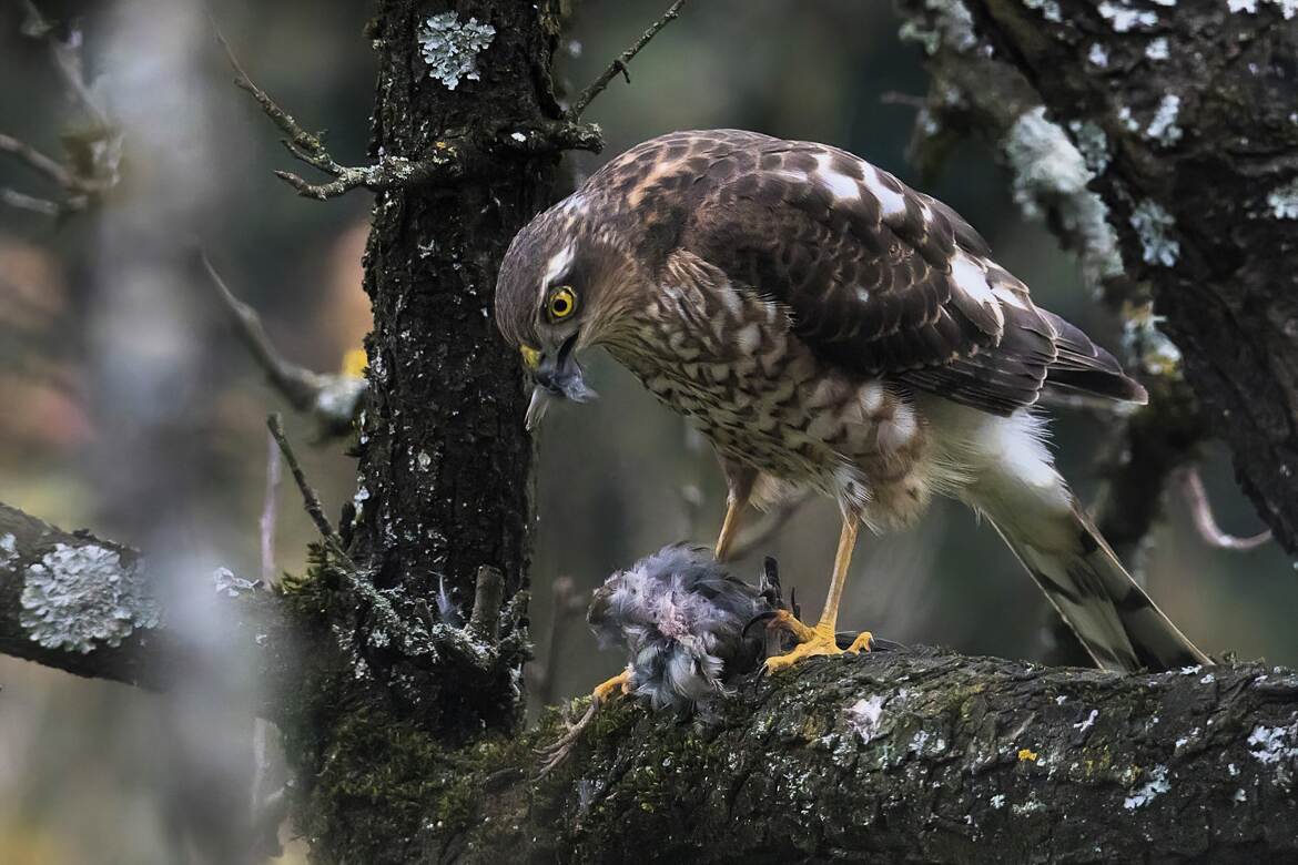 Le repas de l'épervier