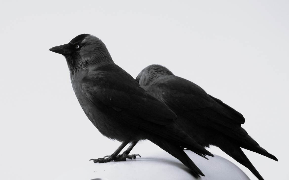 noir et blanc en couleur