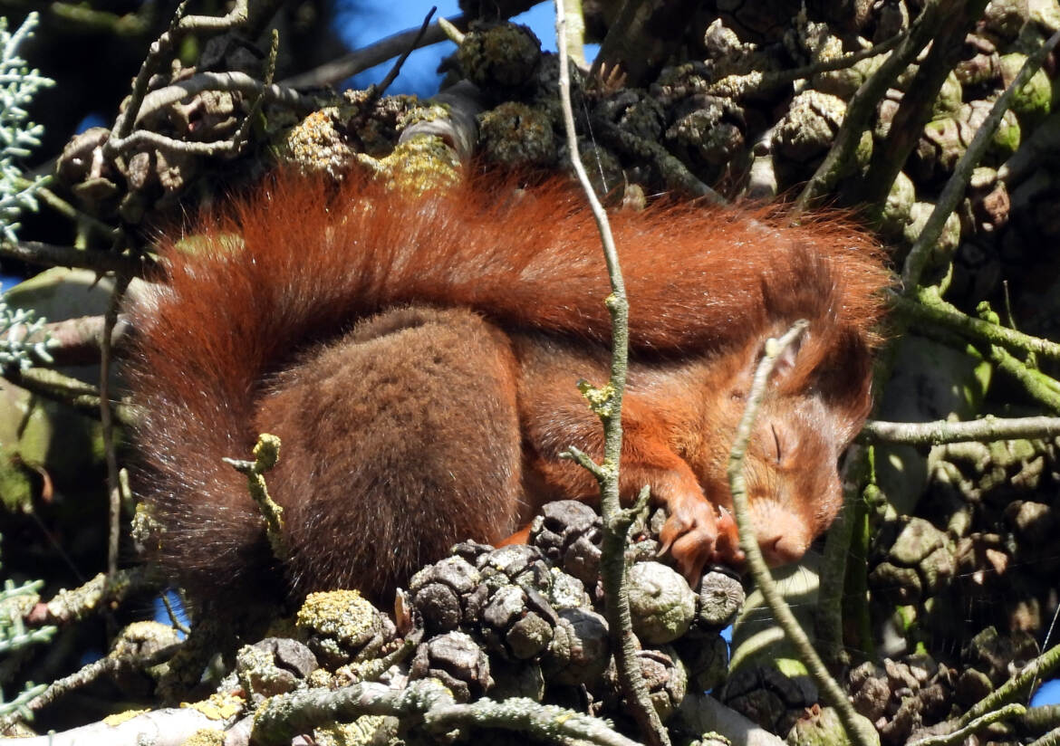 rien de vaut une bonne sieste