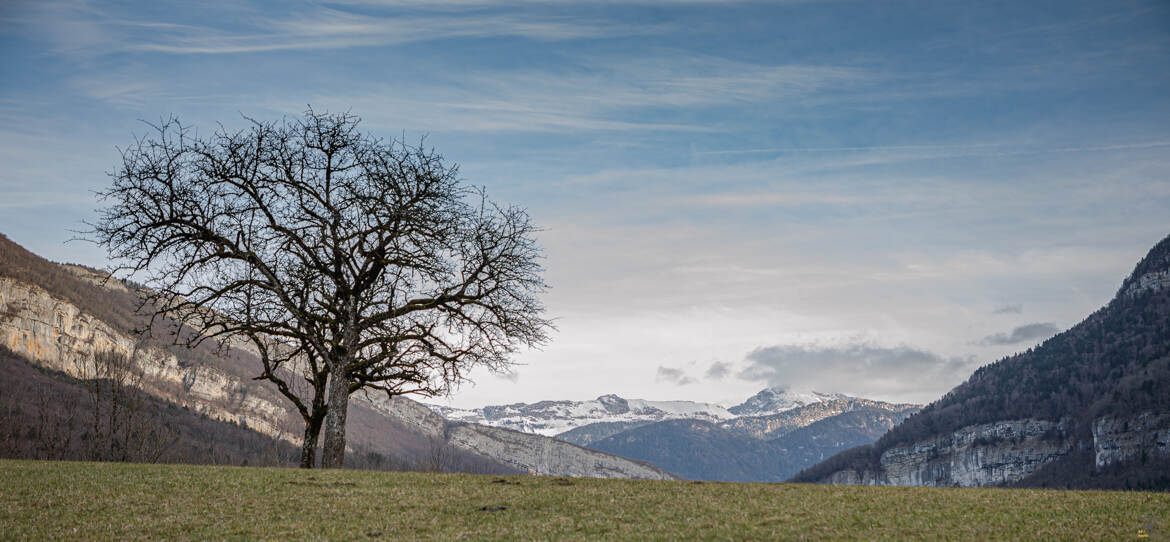 Deux arbres et la montagne