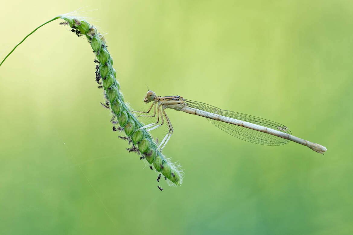 "Gymnastique" de l'agrion.