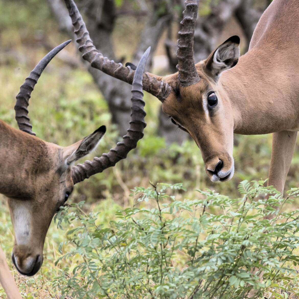 Impalas