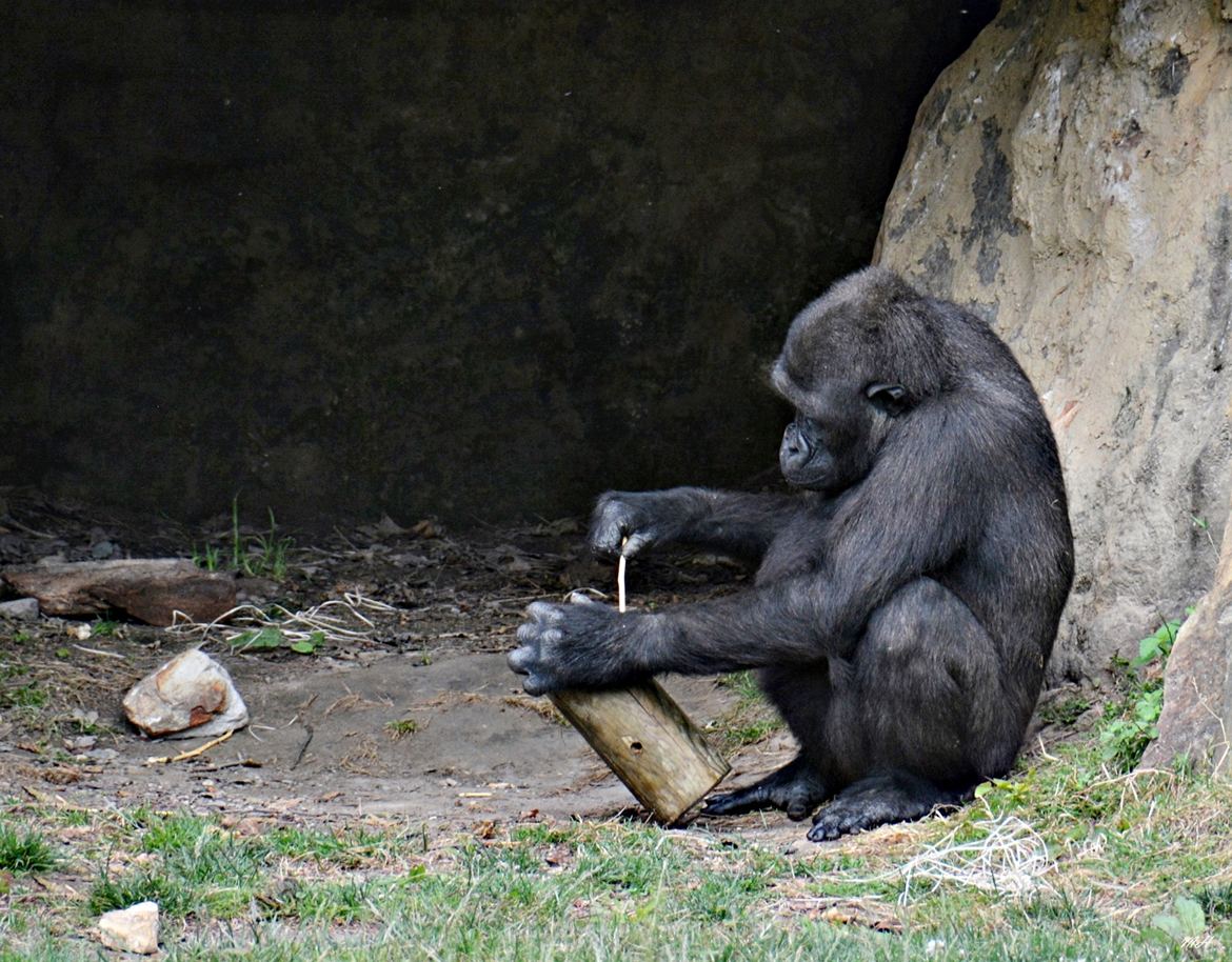 Chimpanzé au travail