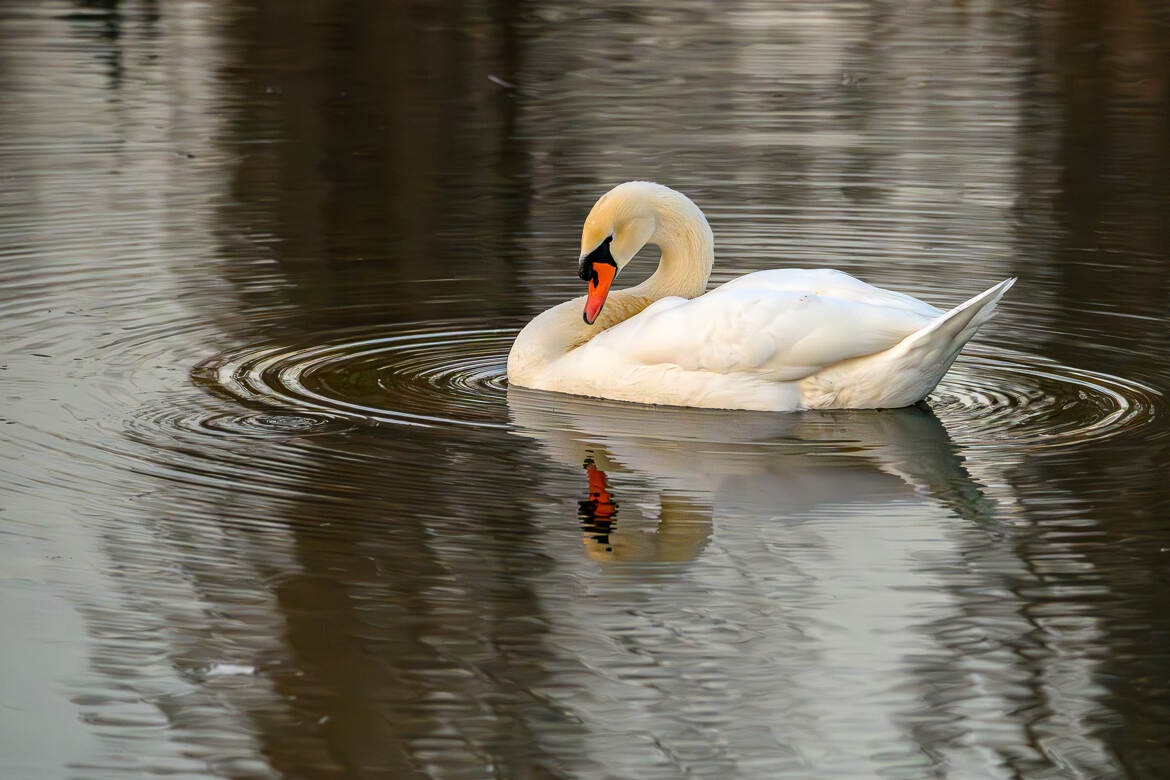 Les ronds dans l'eau 2