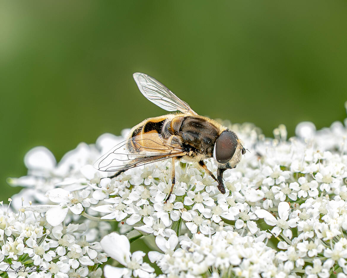 Eristalis