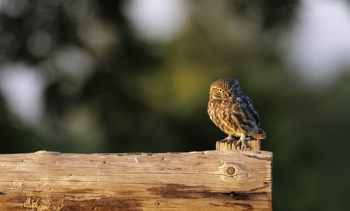P'tit boule de plumes