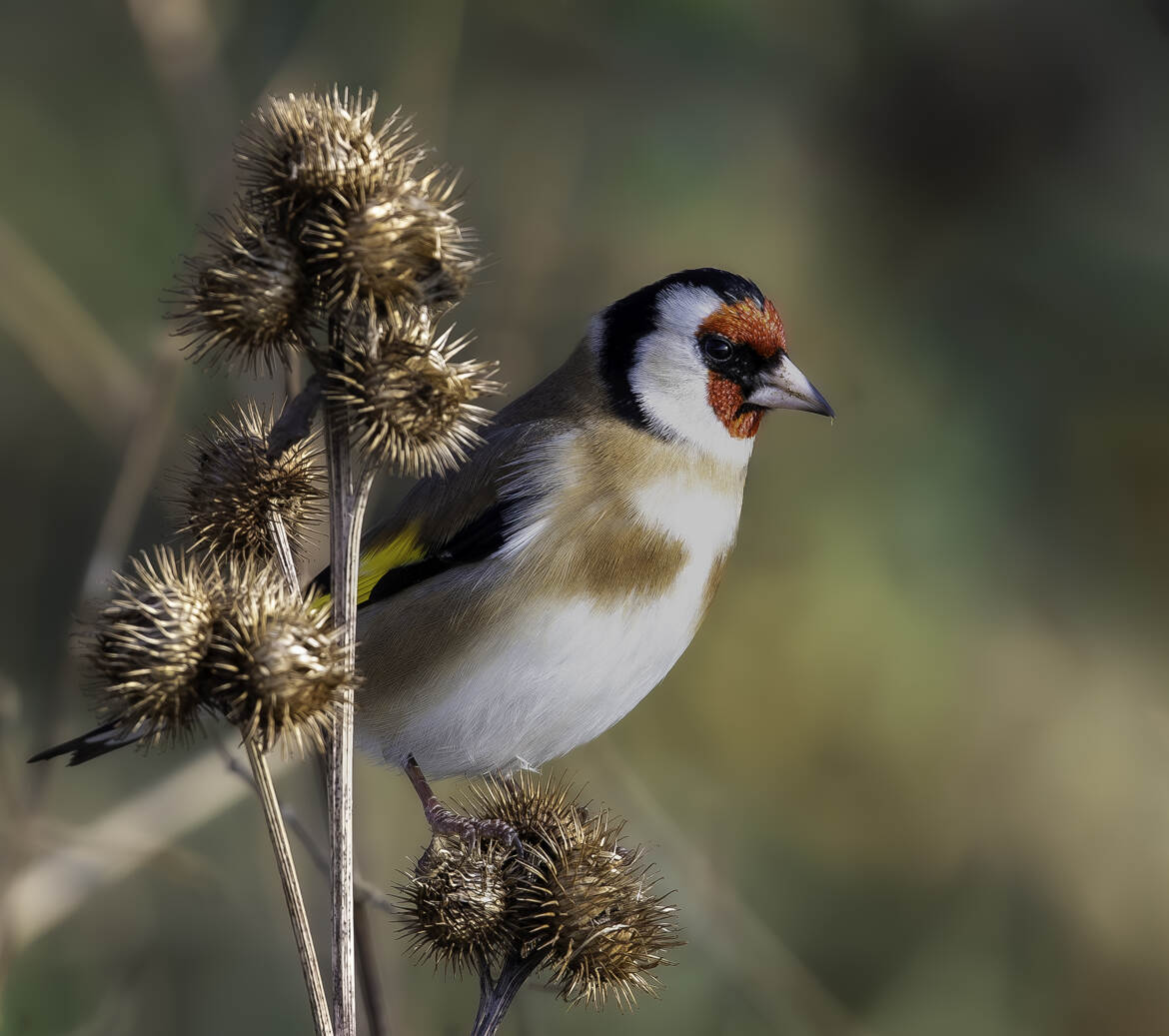 Chardonneret élégant avec son masque facial rouge vif.