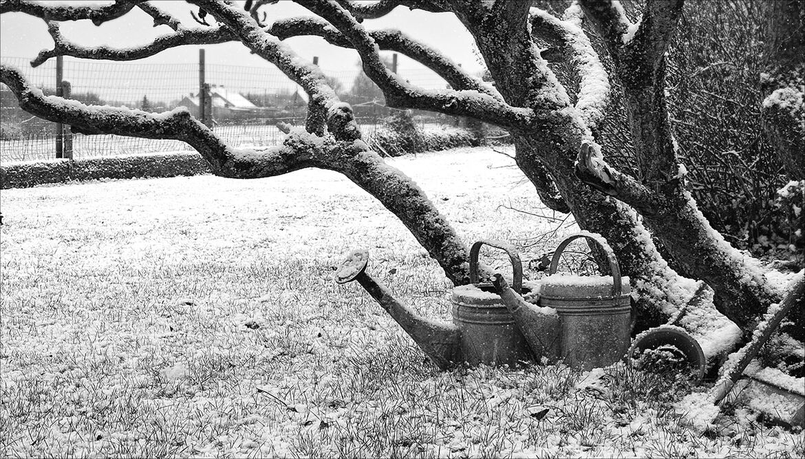 jardin sous la neige