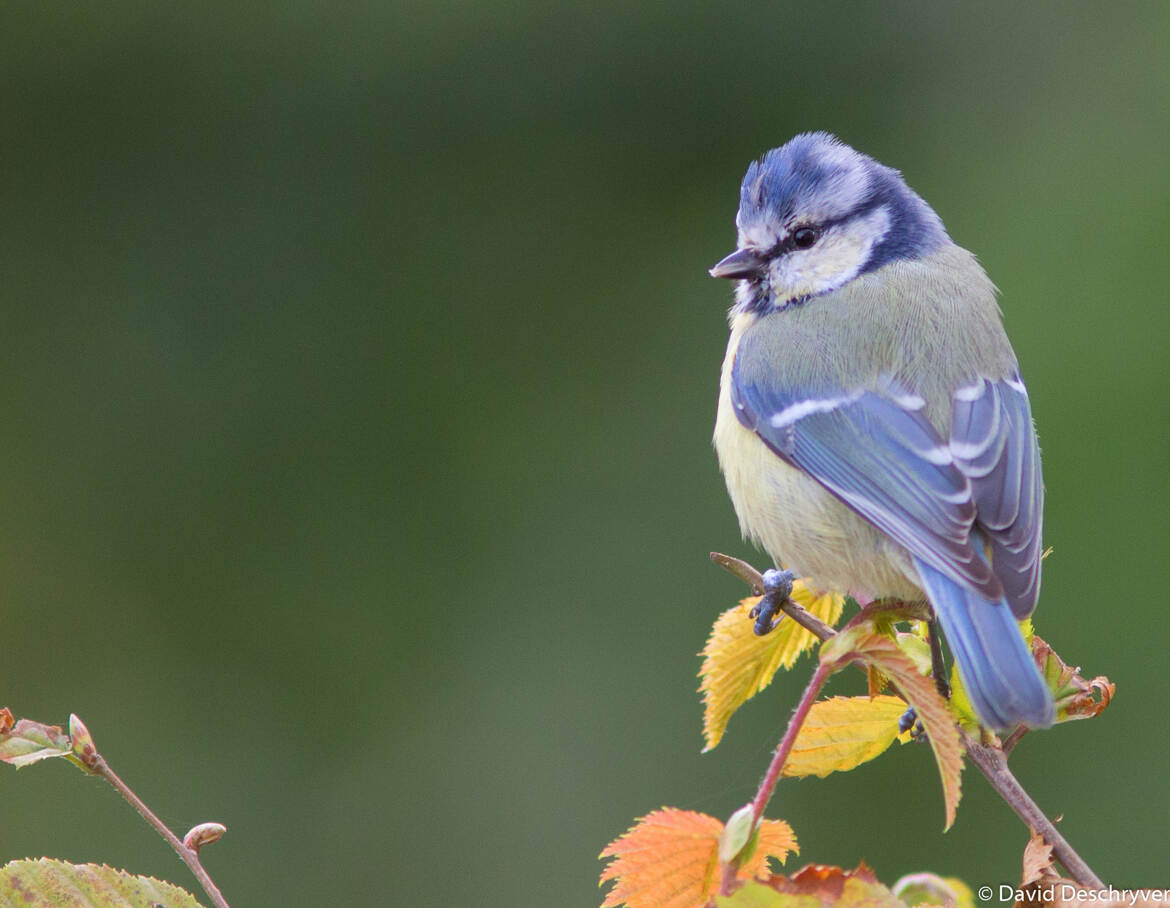 Mésange 2, le retour ;-)