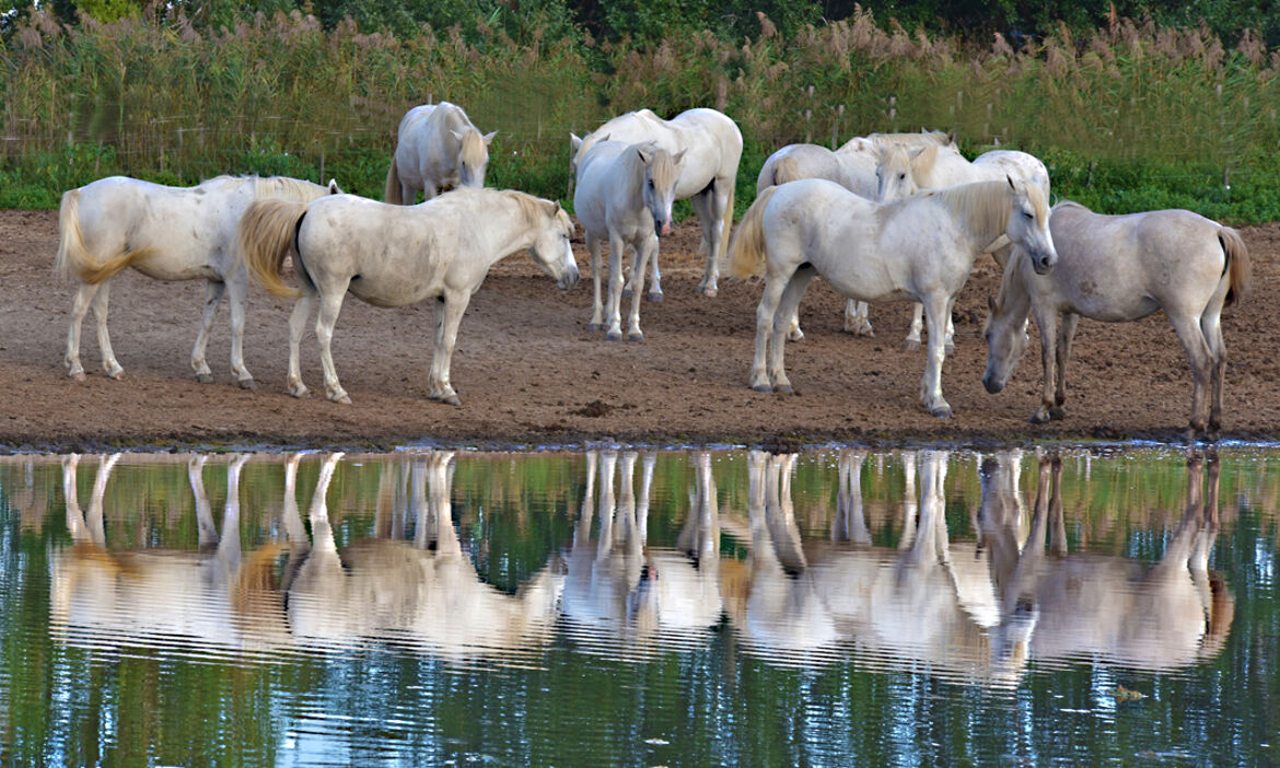 Camarguais au bord de l'eau.