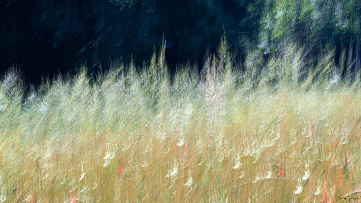 La jachère au bord de la forêt