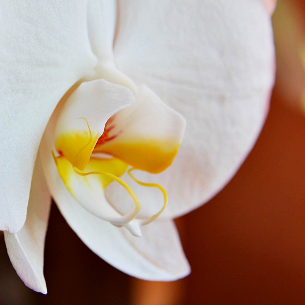 Détails d'Orchidée
