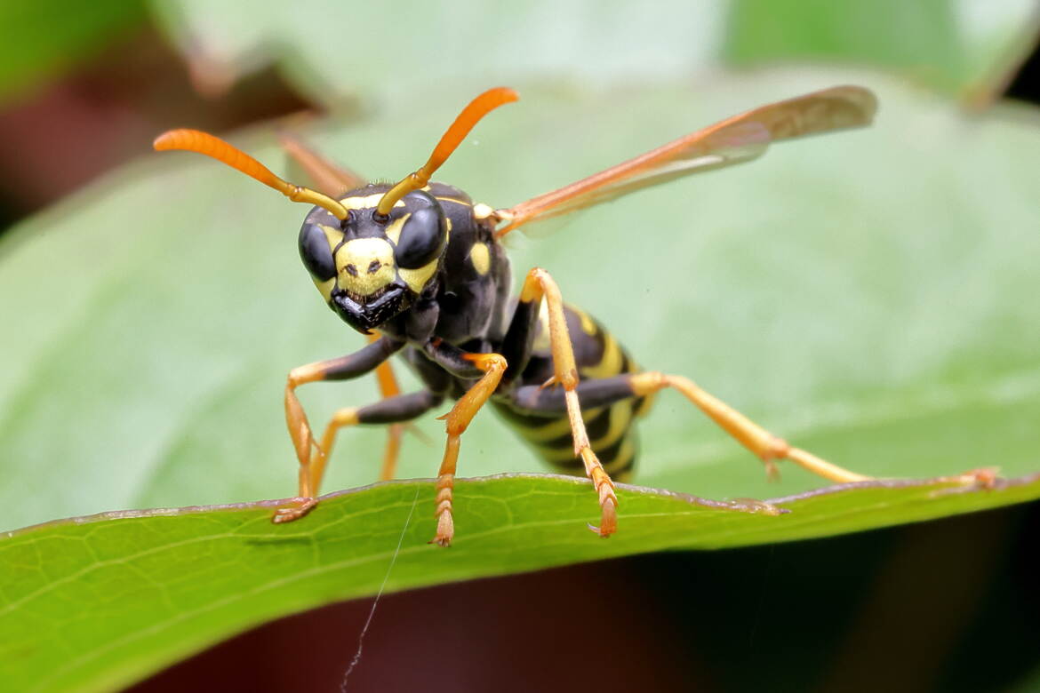 Tête à tête avec une guêpe II