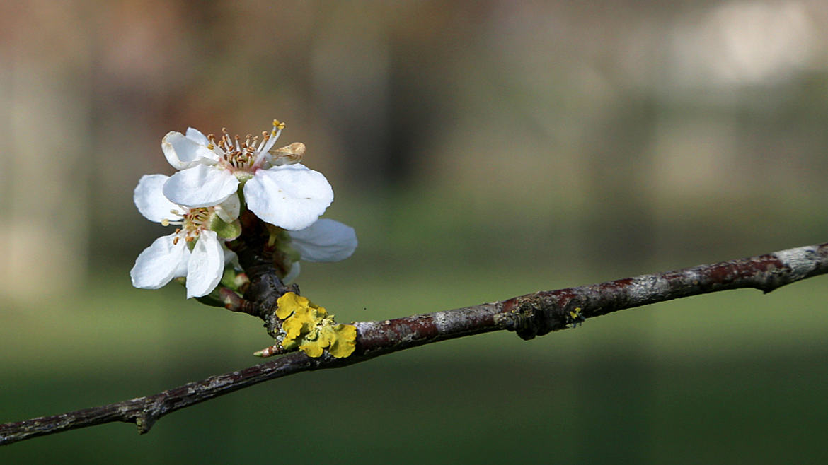 Clin d'oeil du Printemps