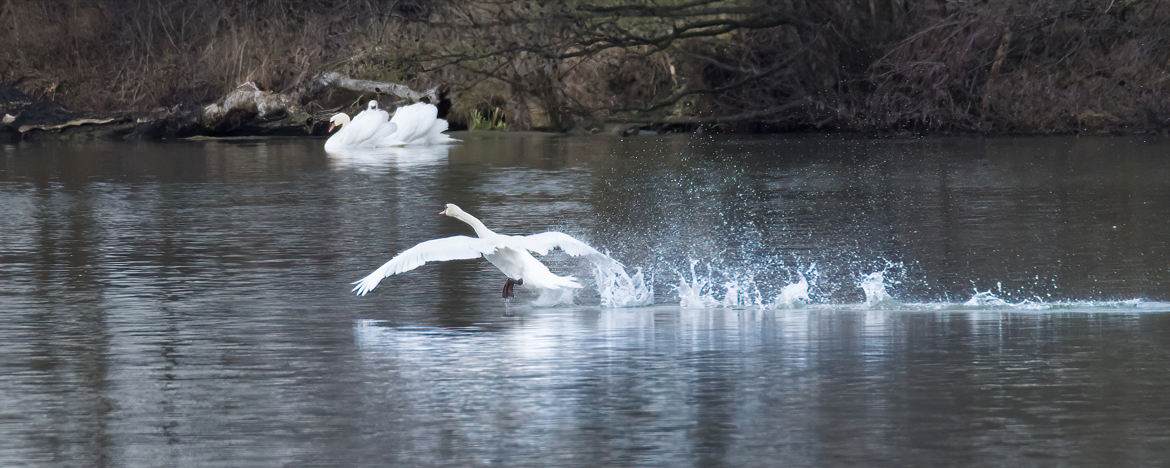 Cygnes sur la Saône