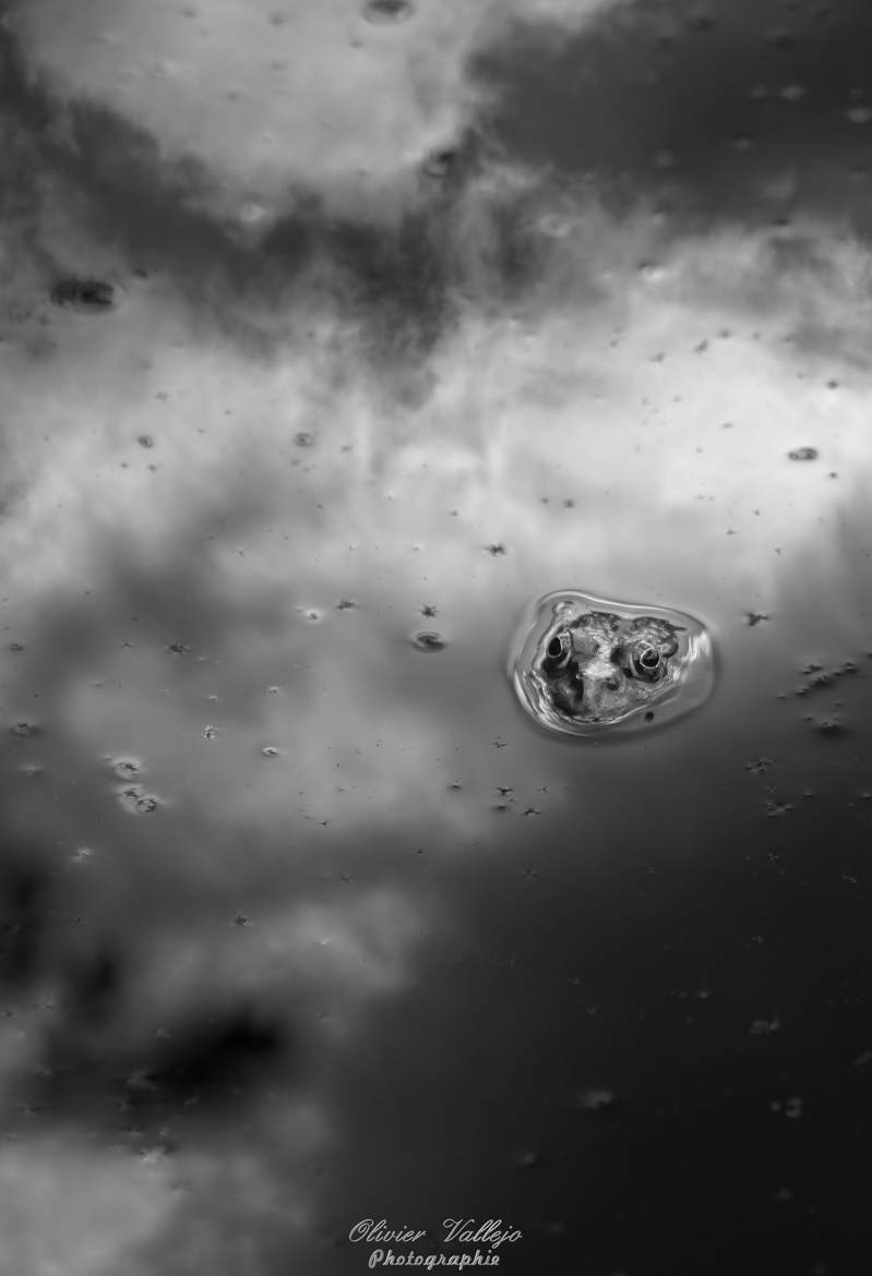 L'orage arrive, certaines s'en réjouissent!