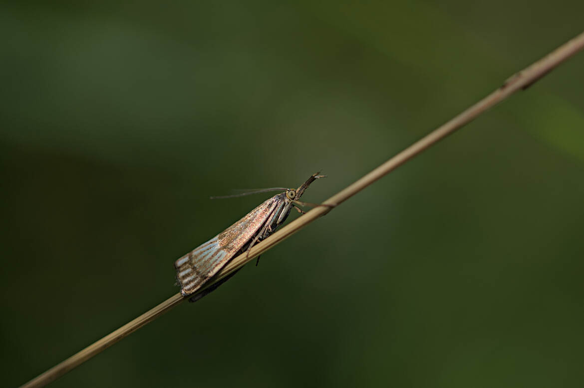 Crambus mordoré