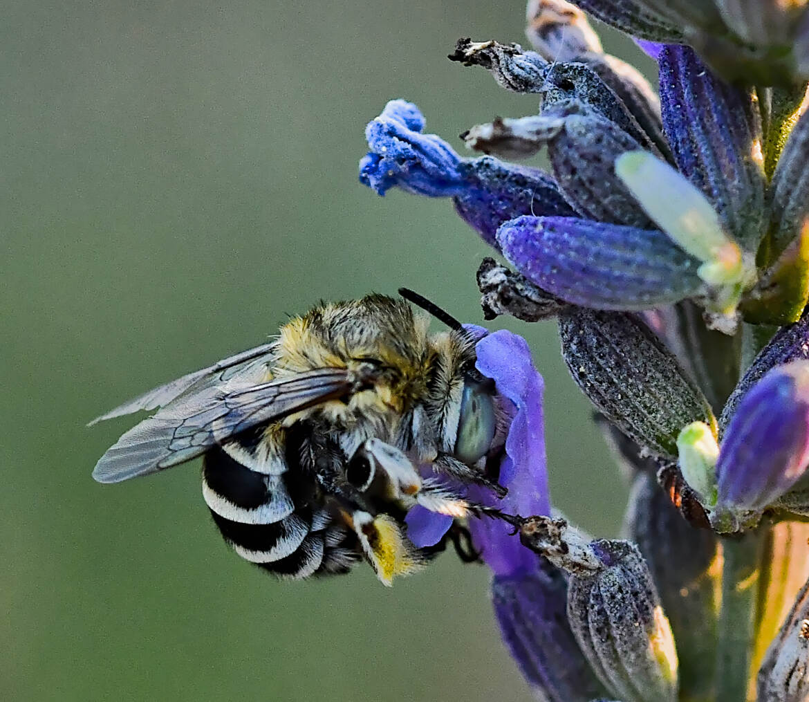 Amégile à joues blanches