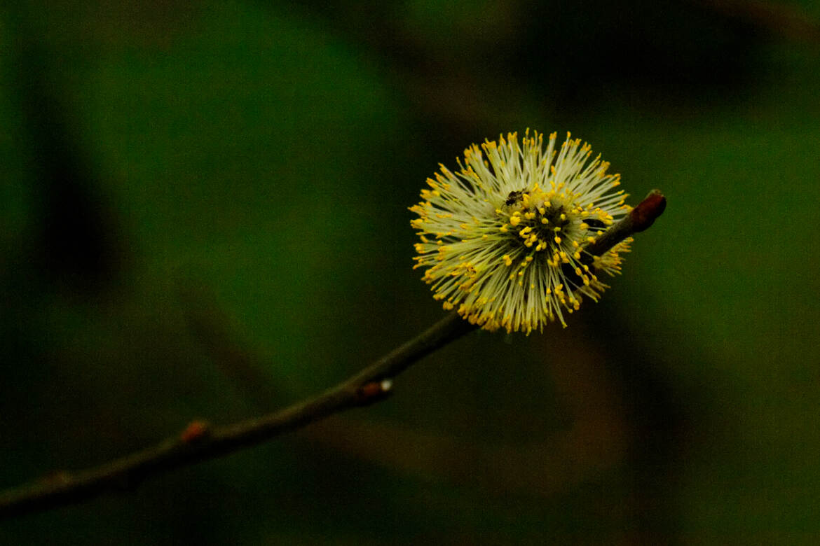 rameaux de saule