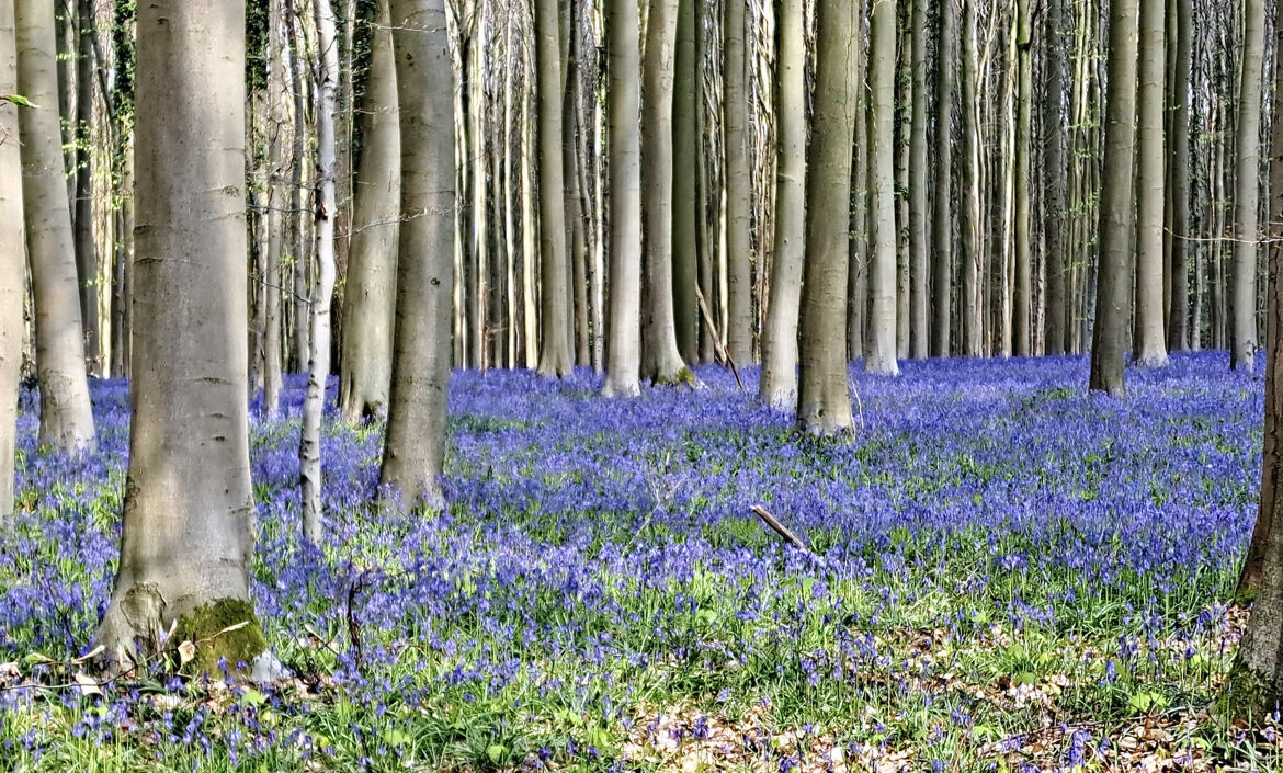 Magie du Hallerbos