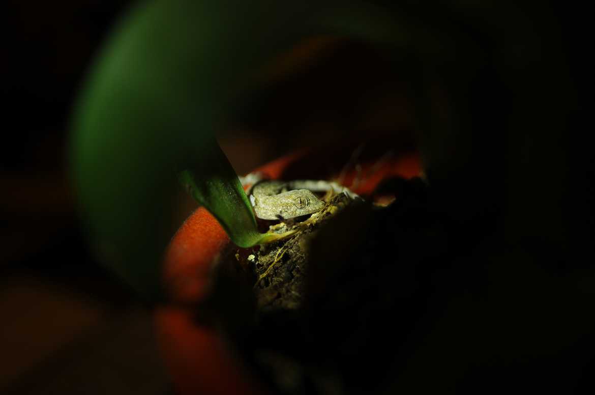 Concours Photo - Microcosmos -  bébé gecko en hibernation par dorje