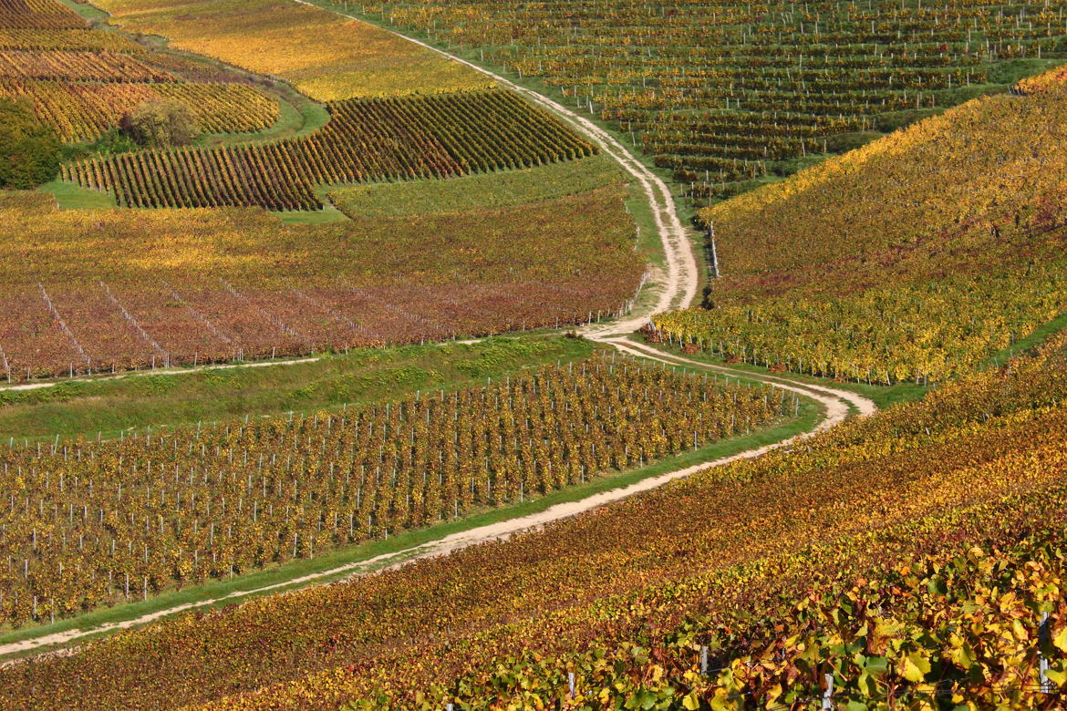 Cheminons à l'automne dans les vignes de Champagne