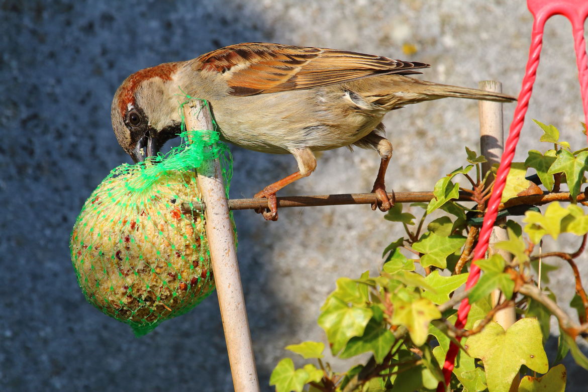 oiseau du jardin