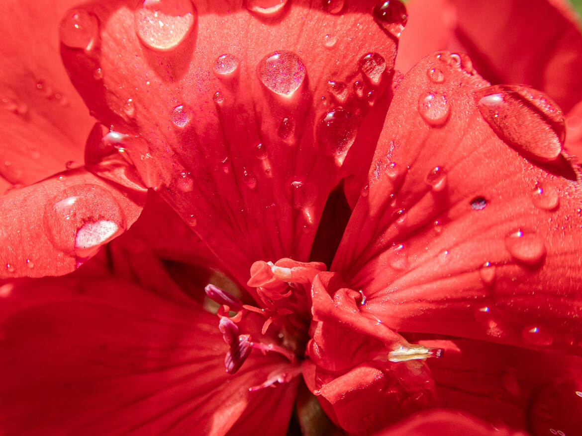 Rouge
