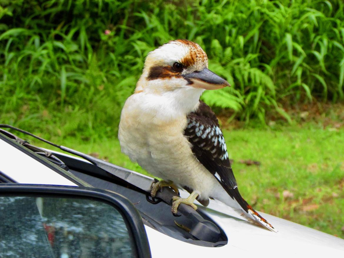 martin chasseur sans complexe