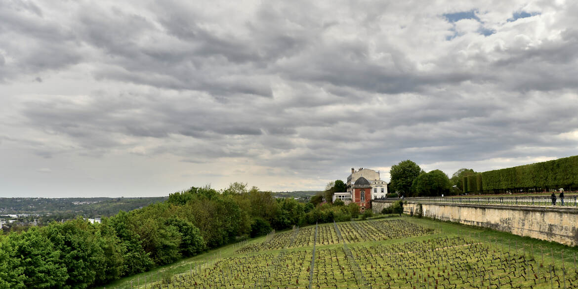 Vignoble Saint-Germanois