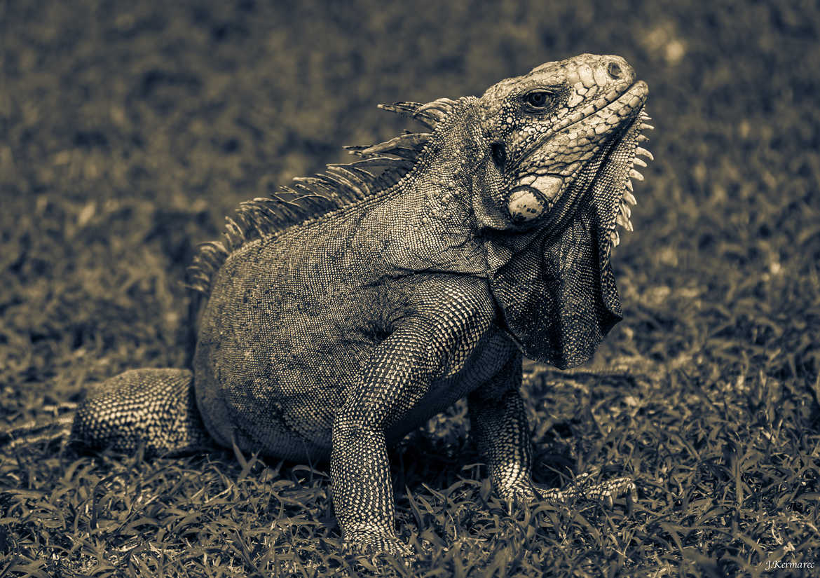 Concours Photo - Reptiles - Iguane par kermarec