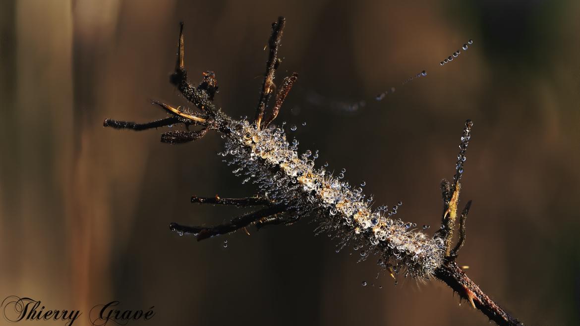 la chenille et la rosée en version camouflage