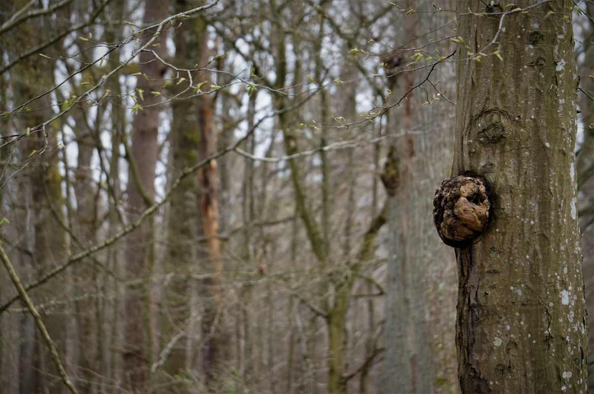 La forêt est bavarde..