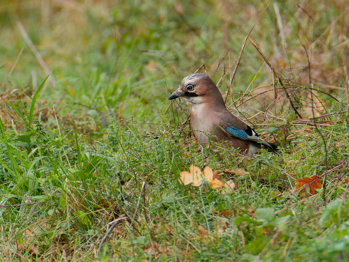 Il cherche sa pitance