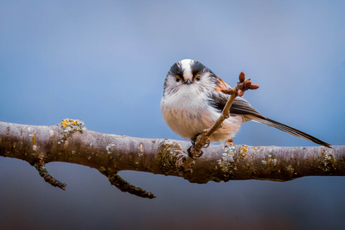 Vite, je suis timide