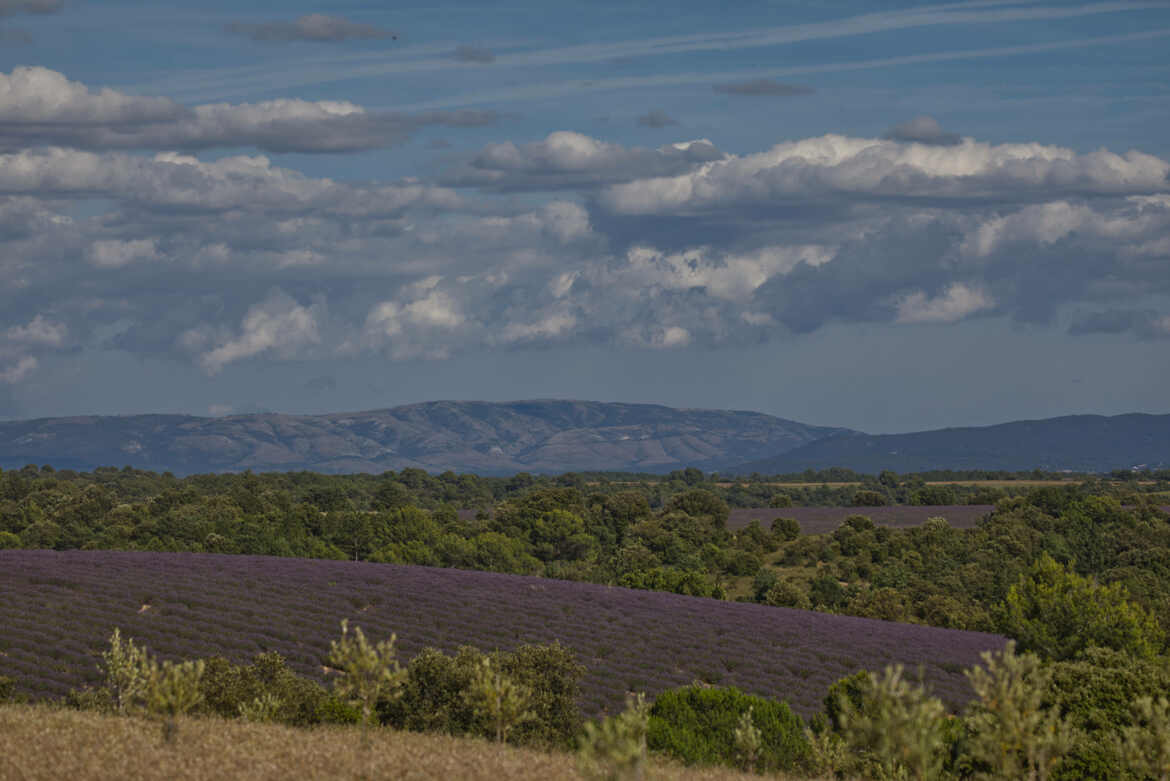 Champs de lavande