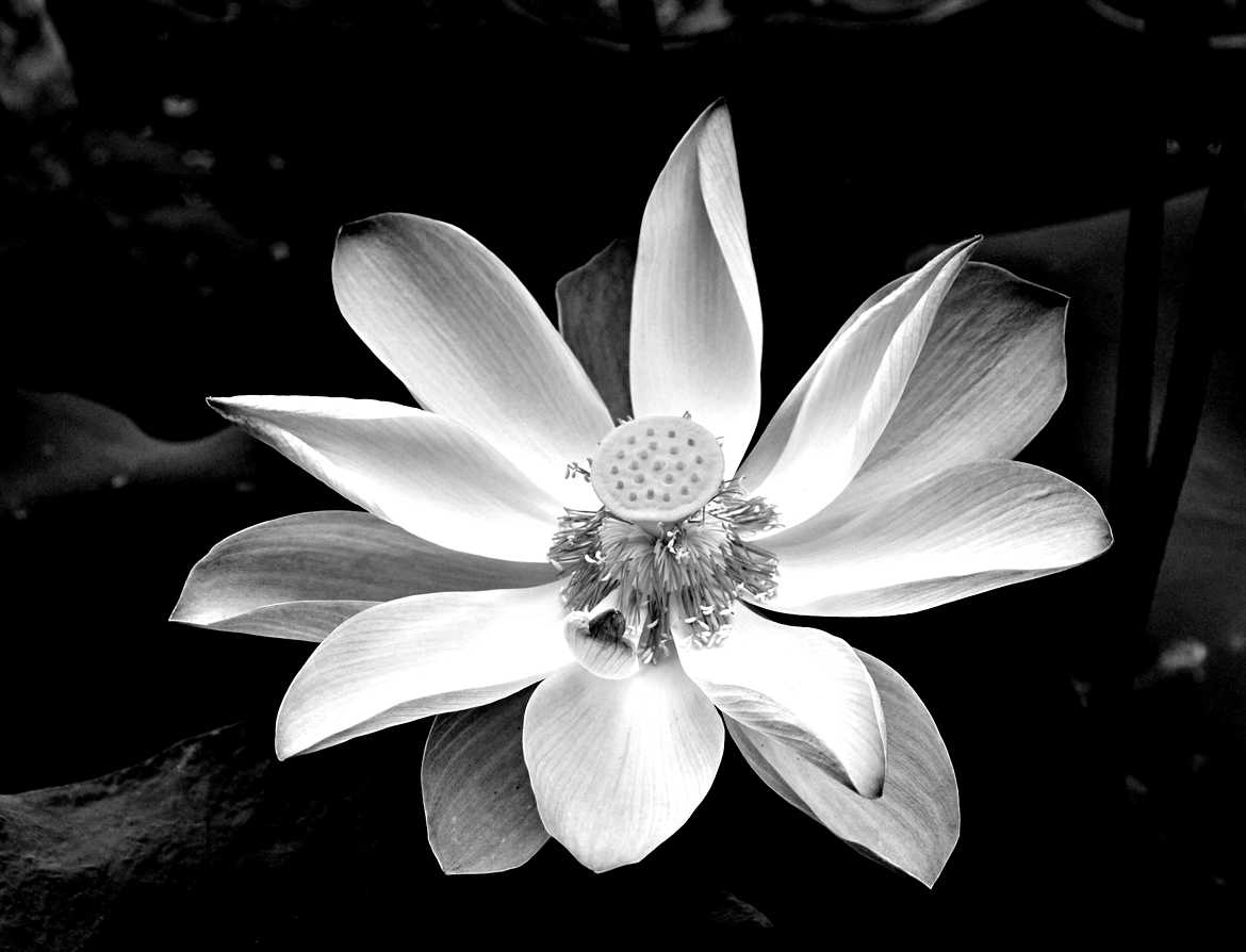 Lotus en noir et blanc