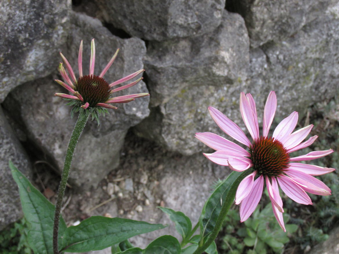 échinacea