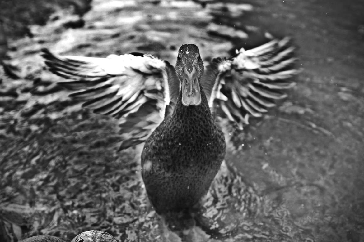 canard dans la rivière