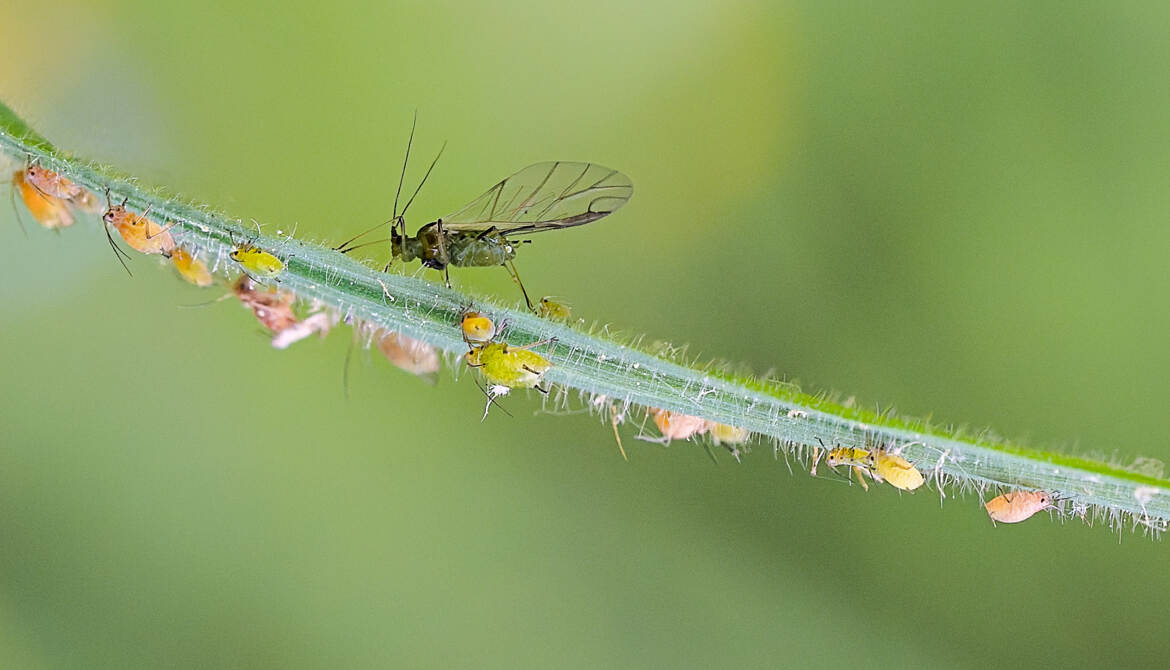 La maman des pucerons...